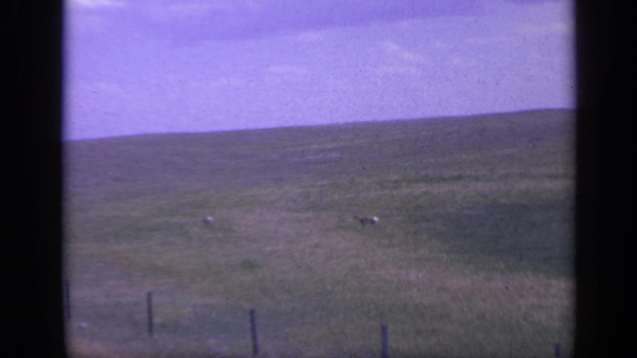 Two deer cross a wide grassy slope with a faint fence line at the bottom of the frame.