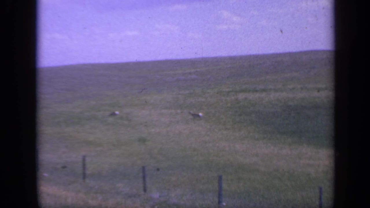Soft 8mm frame from 1959 Colorado showing two deer in a large grassy field with fence posts along the lower edge.