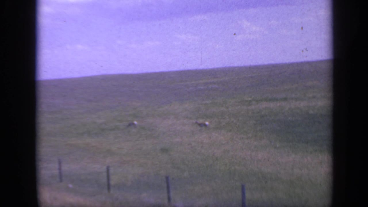 1959 Colorado 8mm frame with two deer in the middle distance, open grassland, a low fence line, and visible film borders.