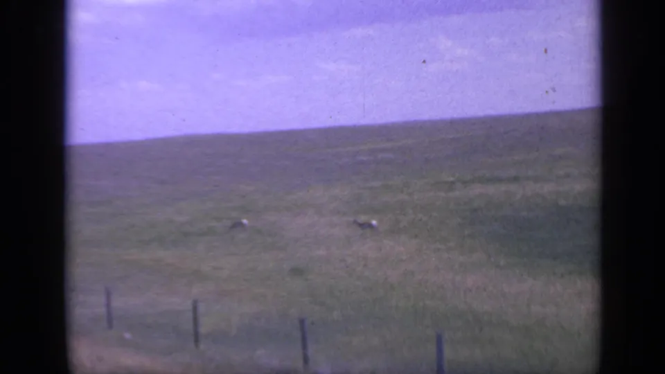 1959 Colorado 8mm frame with two deer in the middle distance, open grassland, a low fence line, and visible film borders.