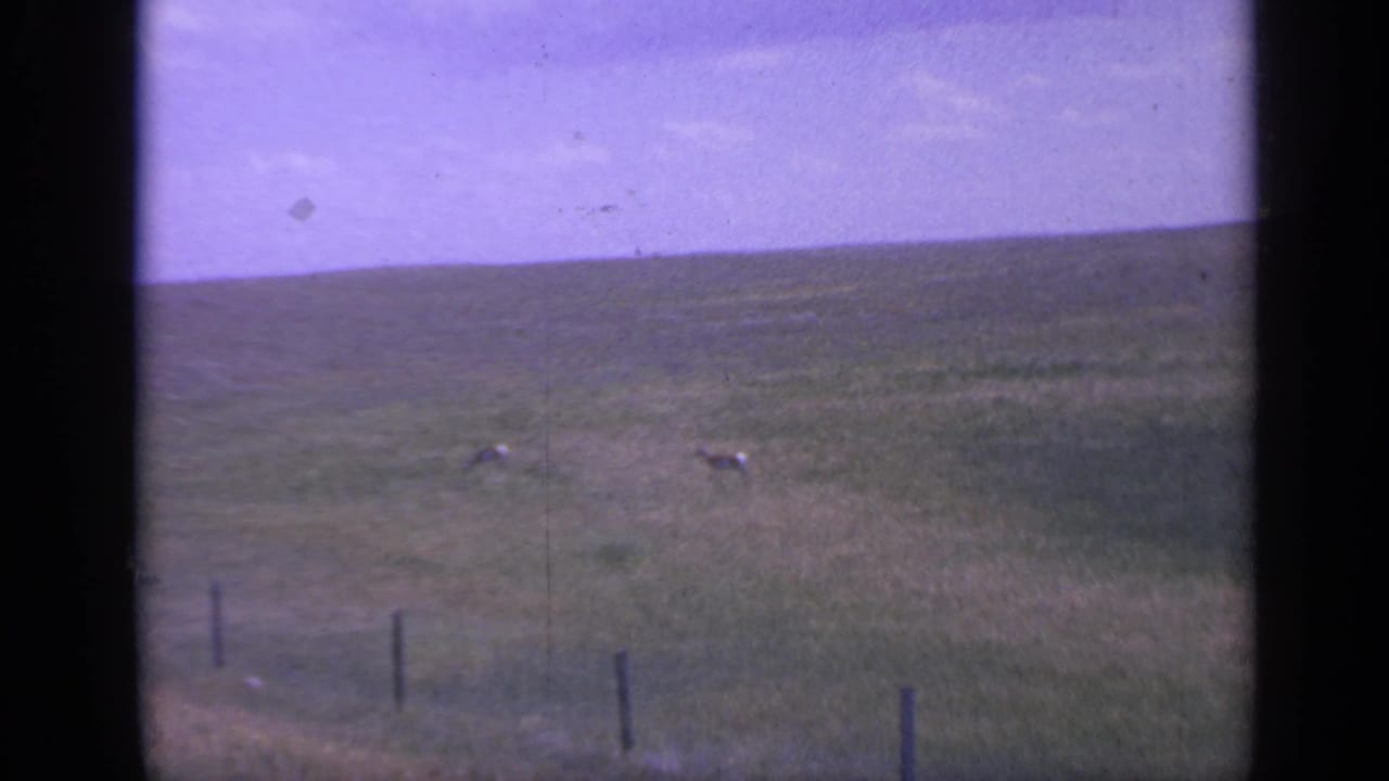 Two deer graze in a grassy prairie field beyond a fence line.