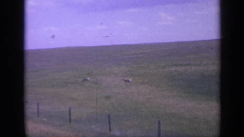 Two deer graze in a Colorado prairie field in 1959 home-movie footage, with fence posts in the foreground and a purple-tinted sky.