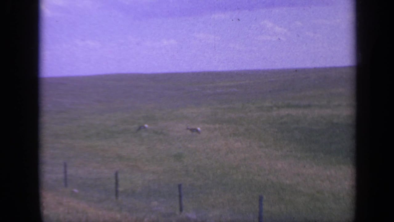 Two deer move through a grassy field with fence posts in front.