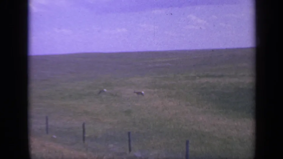 Two deer appear in a distant Colorado grassland, seen through soft 8mm footage with fence posts and a broad low horizon.
