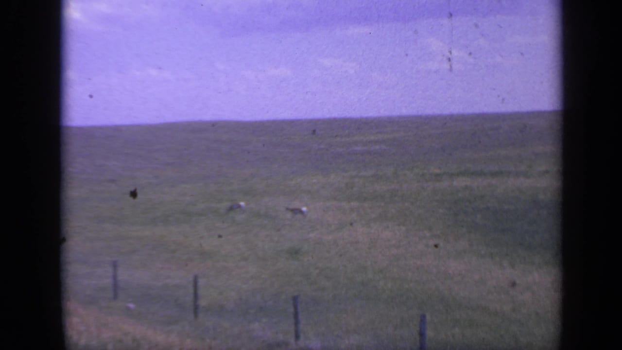 Two deer graze in the distance on Colorado prairie, with soft focus, visible grain, and a fence line near the lower frame.