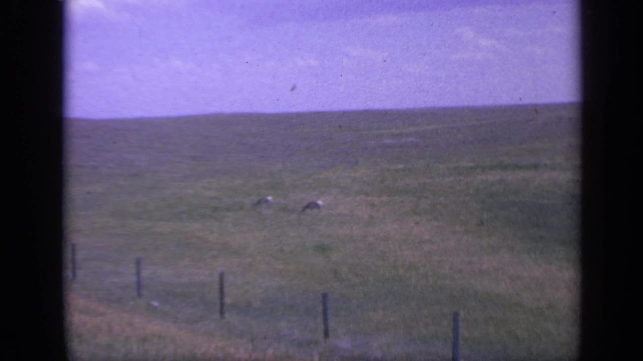 Two deer remain visible in the Colorado prairie field, framed by fence posts below and a purple-tinted sky above.
