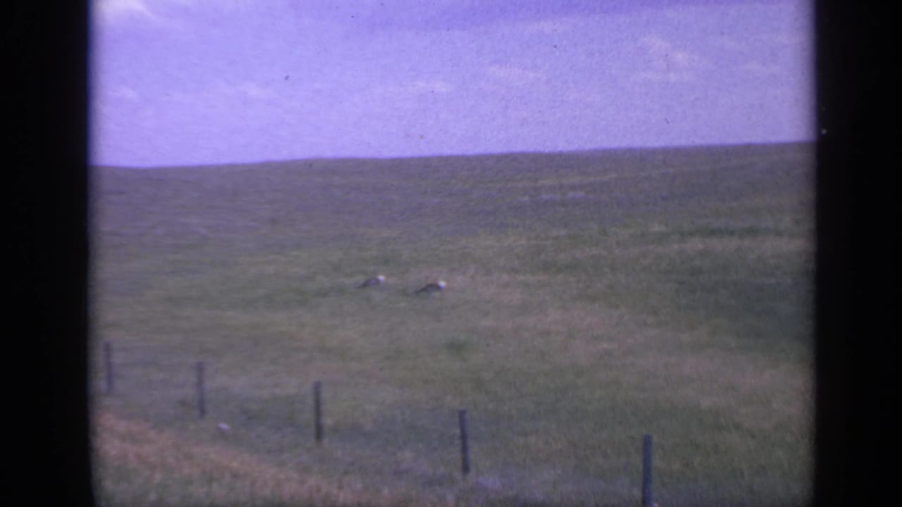 1959 Colorado 8mm frame showing two distant deer-like animals grazing on a grassy hillside beyond fence posts.