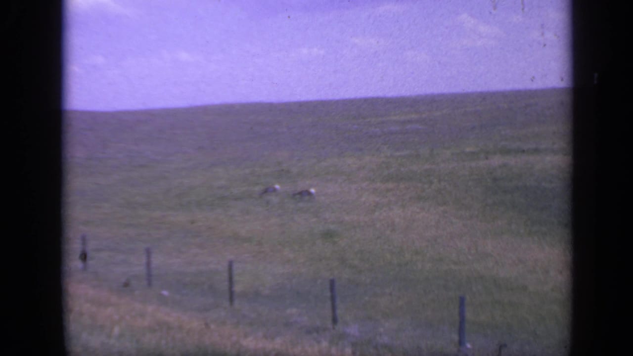 Two small animals graze on a grassy slope with fence posts in the foreground.