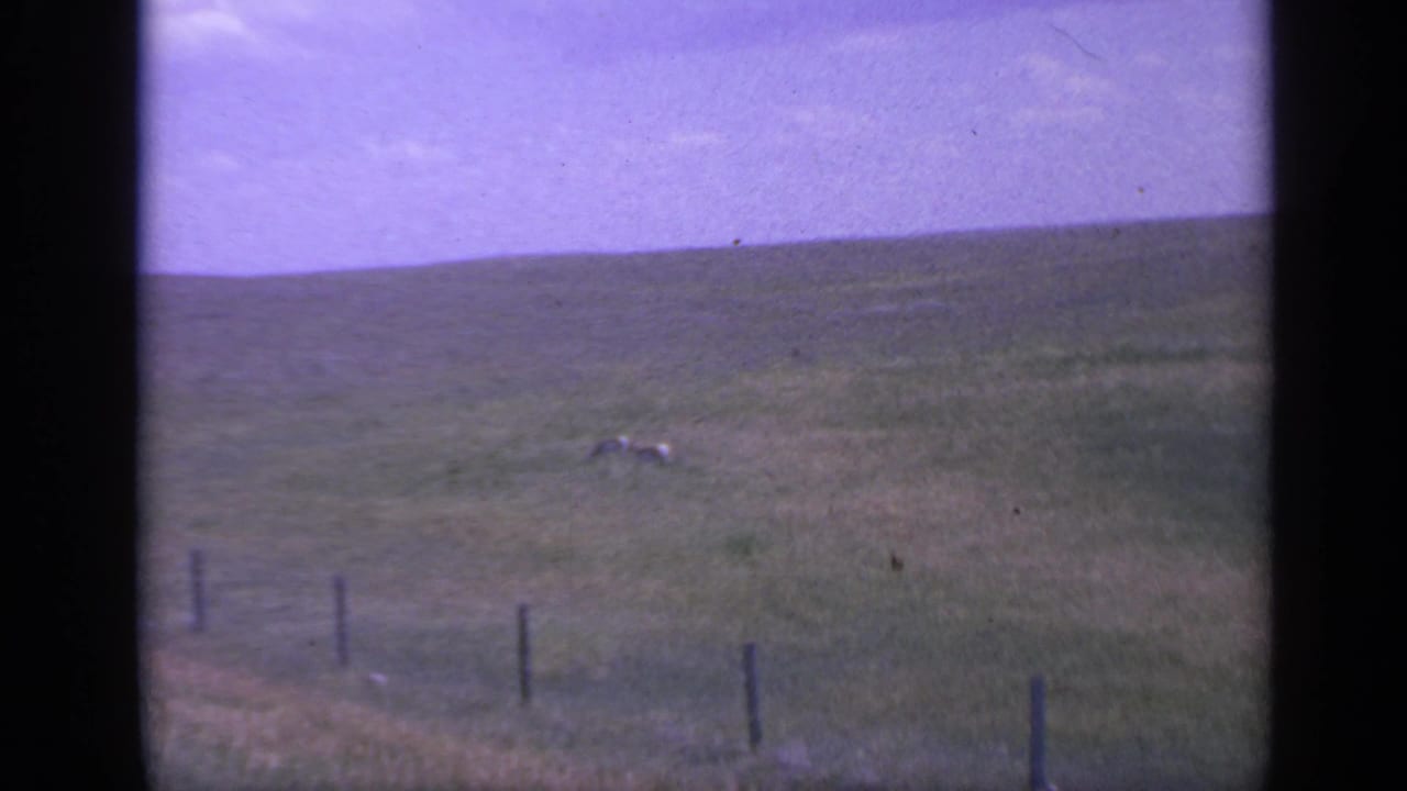 A faded 8mm view of two deer-like animals grazing in an open Colorado field with fence posts below.