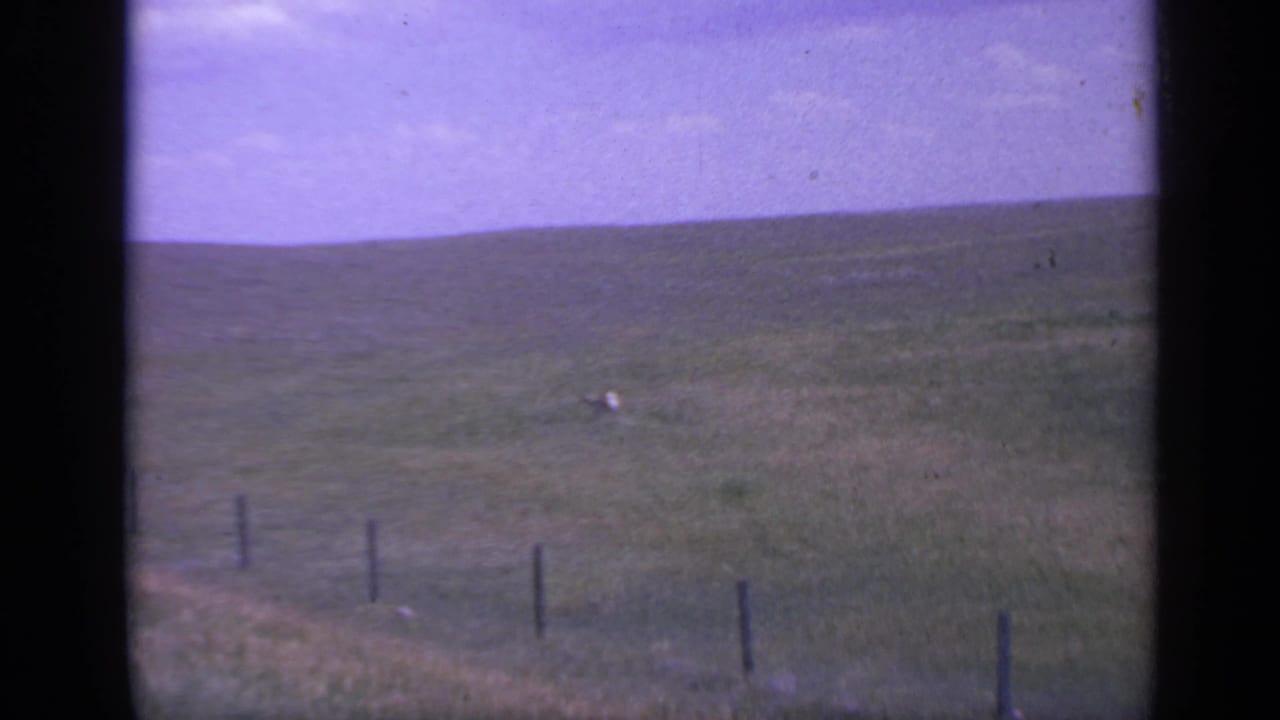 Rolling green hillside with fence posts and distant white sheep under a purple-tinged sky.
