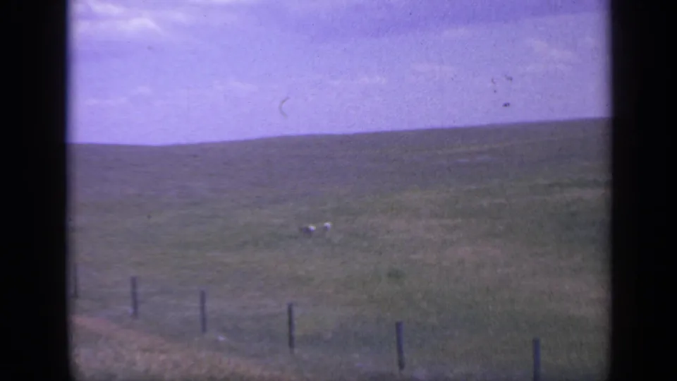 1959 Colorado rural pasture view with fence posts in the foreground and two distant sheep on green hills.