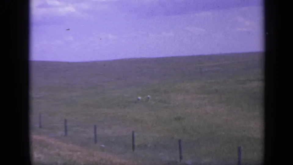 Colorado home-movie frame from 1959 showing distant sheep on a grassy hillside behind a fence line.