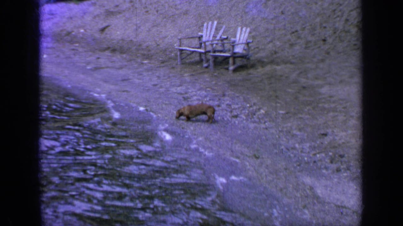 Gravel lakeshore with two white chairs and a small brown dog near the water.