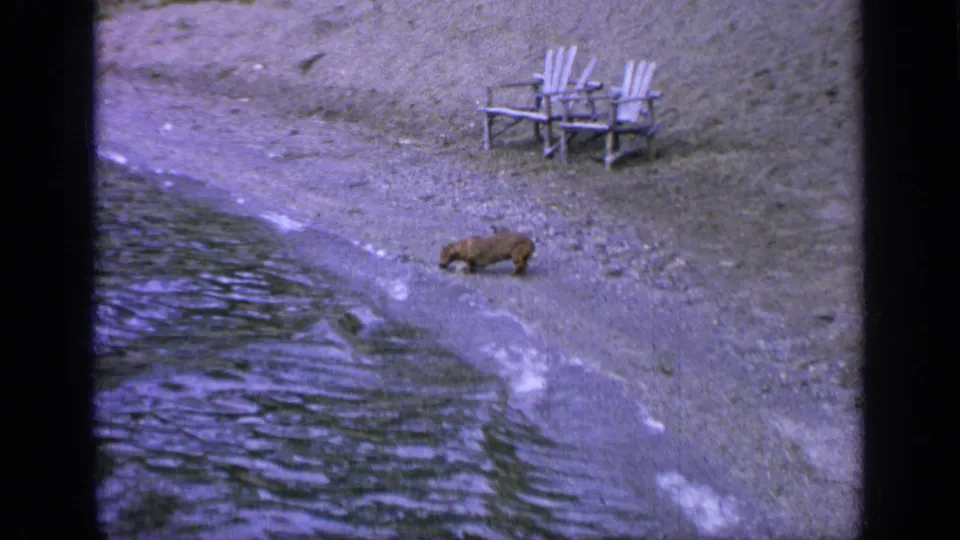 1964 Greenwood Lake frame with a small dog moving along the shoreline, lake water at left, and two white chairs in the background.