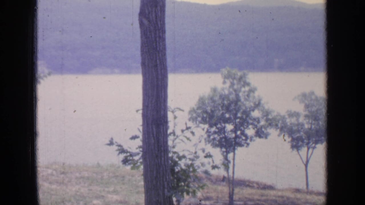 Tree trunk and young trees stand before a pale lake and hazy hills.