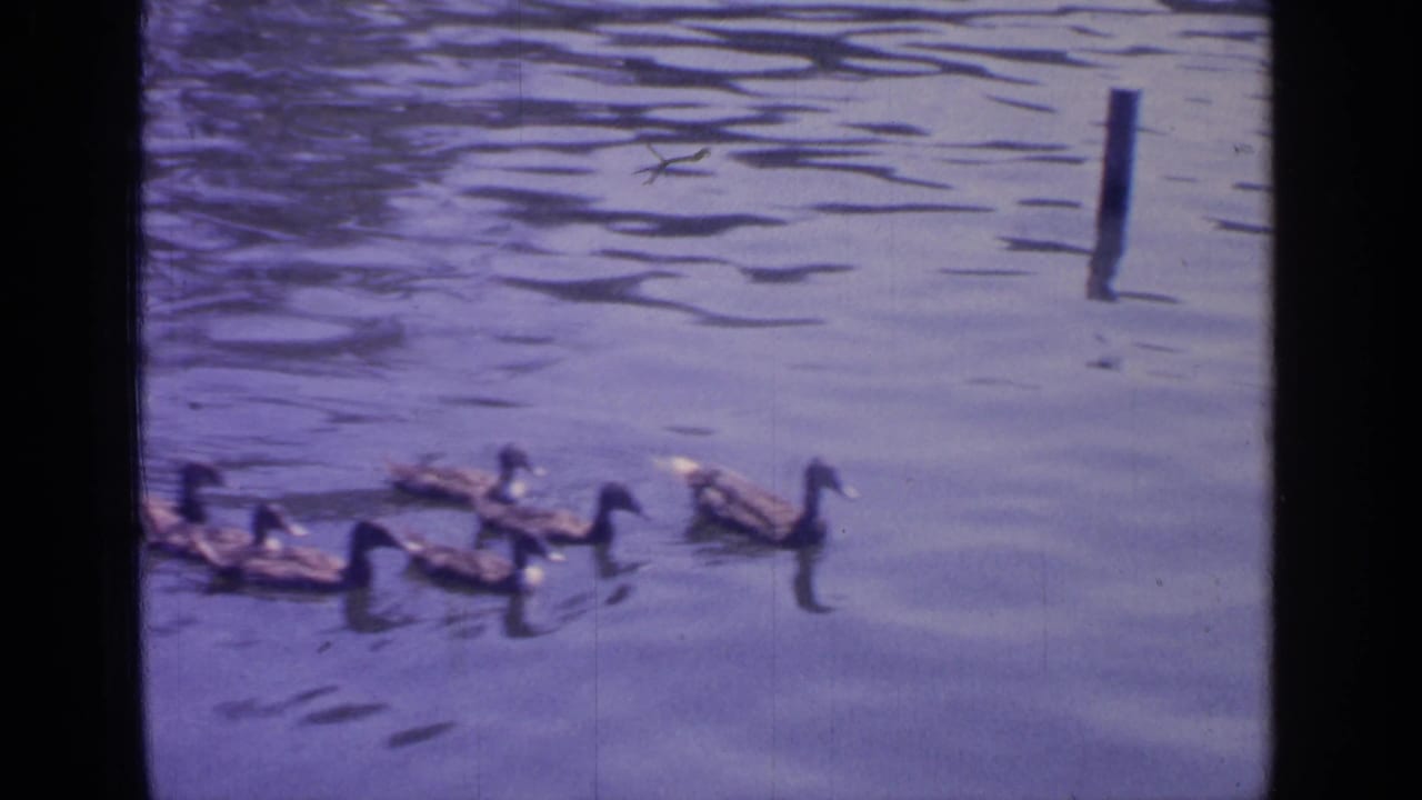 Several ducks swim across rippled lake water near a vertical post.