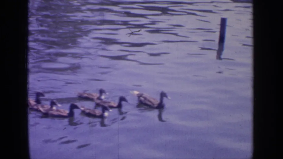 Ducks move across the rippled surface of Greenwood Lake, with a dark post rising from the water in this 1964 home-movie frame.