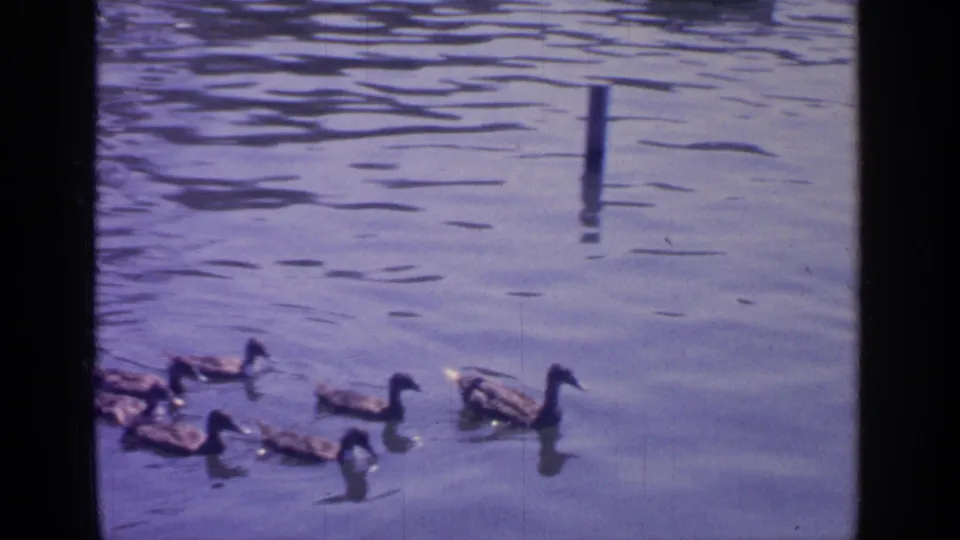 A group of ducks crosses the foreground of Greenwood Lake, filmed from shore or a nearby craft on 8mm color film in 1964.