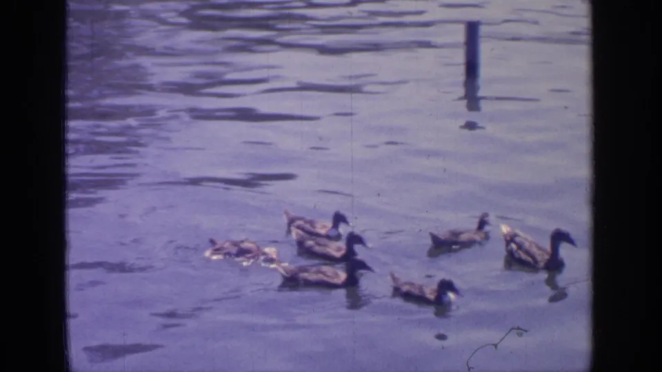 Ducks swim apart on Greenwood Lake as ripples fill the frame and a single post stands in the water, continuing the quiet 1964 home-movie scene.