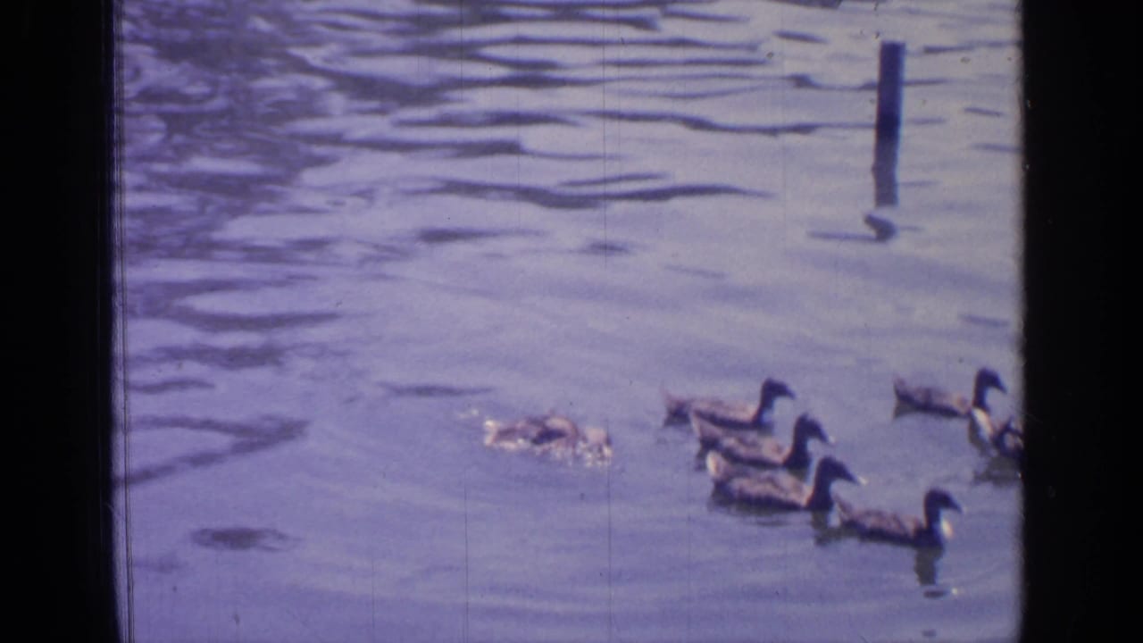 Ducks swimming across rippled water near vertical posts.