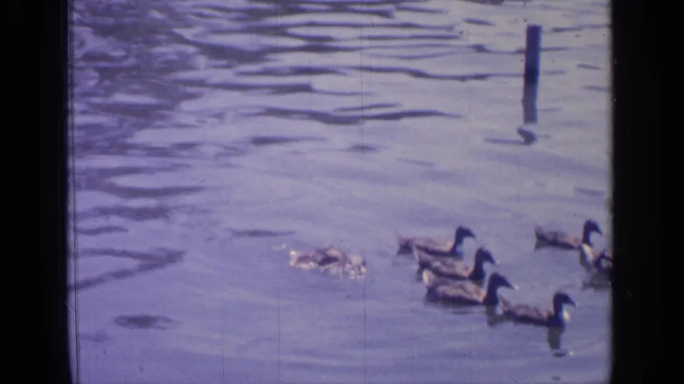 Ducks move across the water at Greenwood Lake in 1964 home-movie footage, with posts and film gate edges visible.
