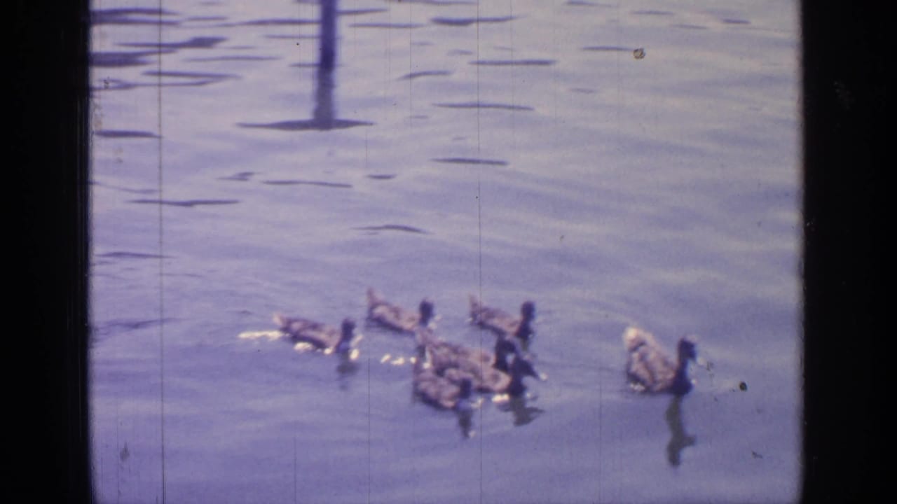 Group of ducks gathered on open water near posts.