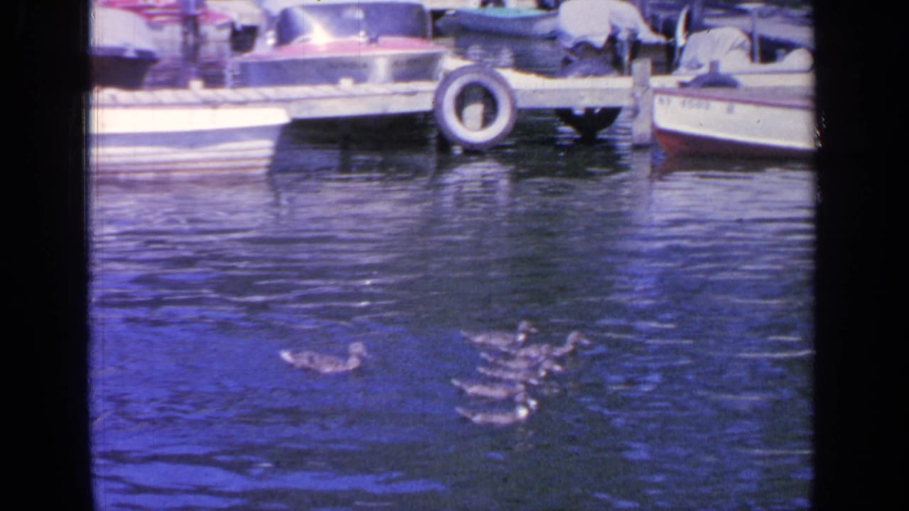 A duck family crosses the water at Greenwood Lake, with a small docked boat and shoreline details in the 1964 home-movie frame.
