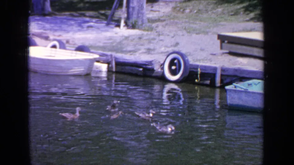 Near the Greenwood Lake dock, ducks pass tire bumpers, small boats, and shoreline grass in blue-purple 1964 8mm footage.