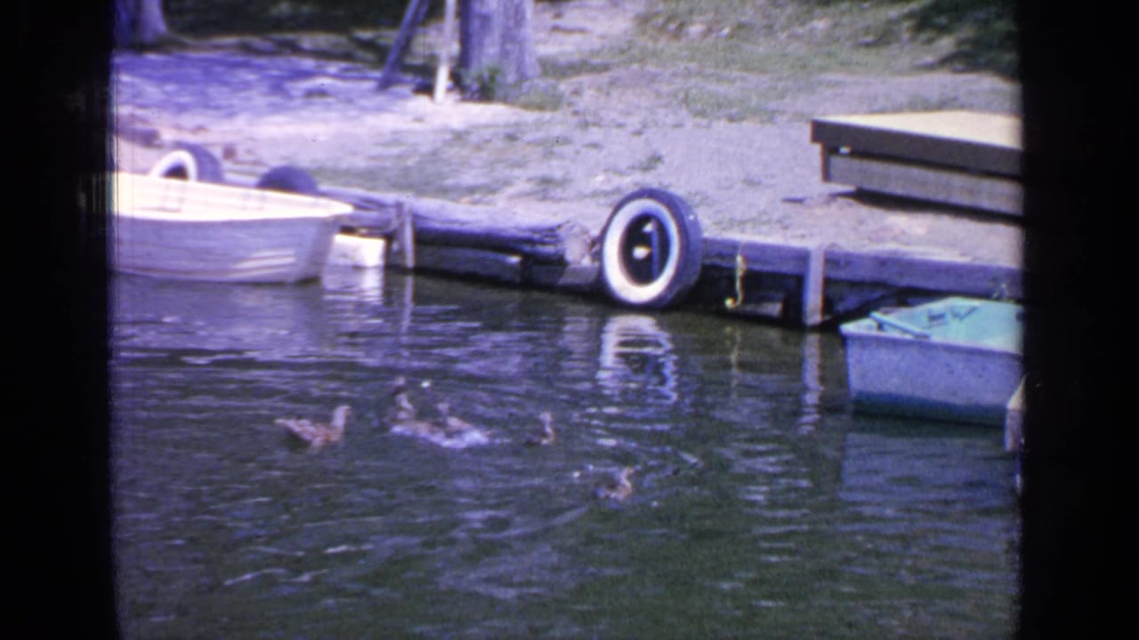 Ducks swim near a wooden dock with rowboats and tire bumpers along the shoreline.
