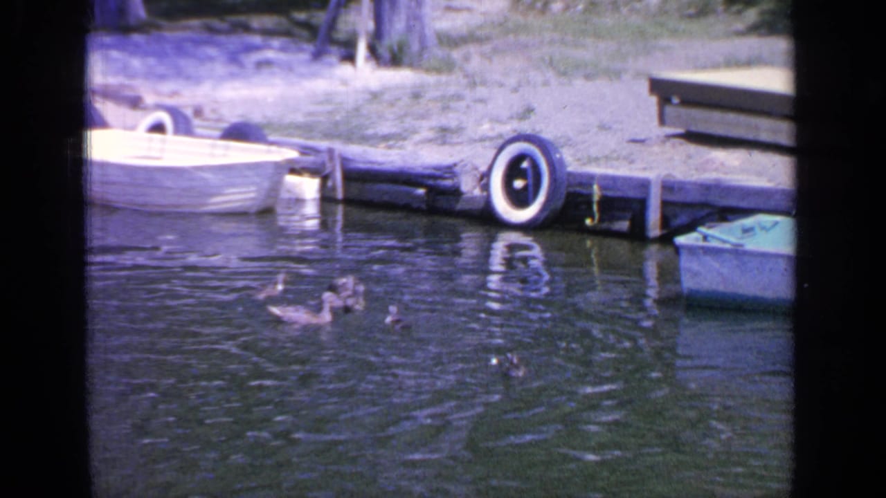 Ducks ripple the lake surface near a dock, tire bumper, and moored rowboats.