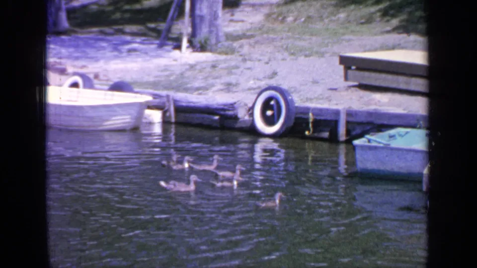 Several ducks pass through rippled Greenwood Lake water below a wooden dock, with rowboats and trees visible on shore.