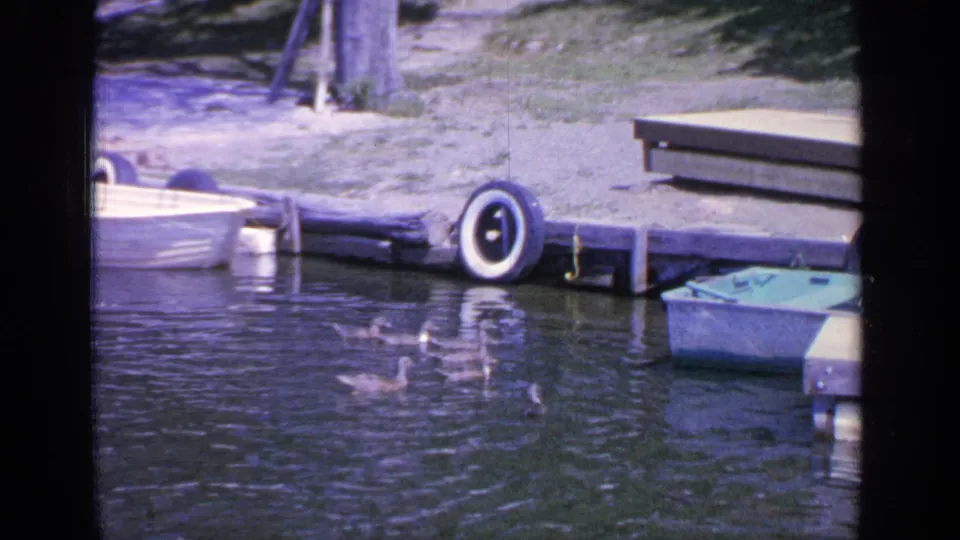 Ducks continue swimming beside the Greenwood Lake dock, with tire bumpers, rowboats, grass, and trees visible in the frame.