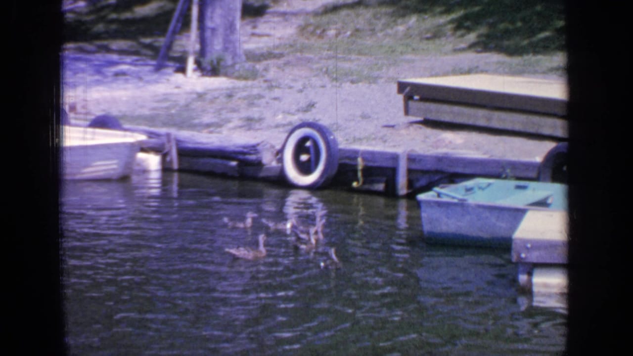 Ducks swim near a wooden dock with small boats and a tire bumper.