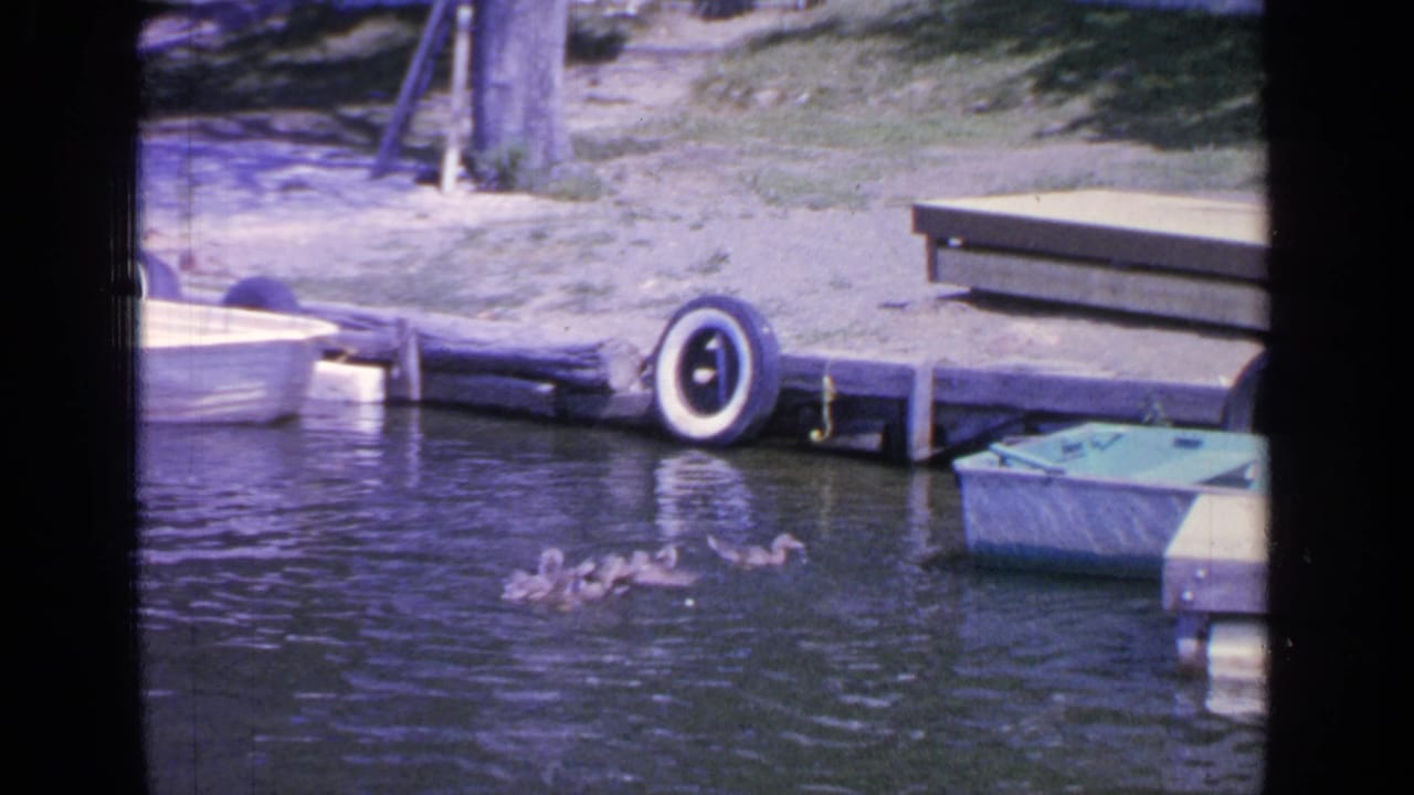 Ducks swim near a wooden lakeside dock with a tire bumper and small boats.