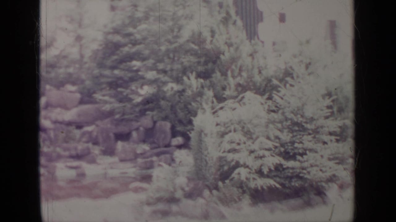 Garden view with dense shrubs, rocks, and a small water or wet area.