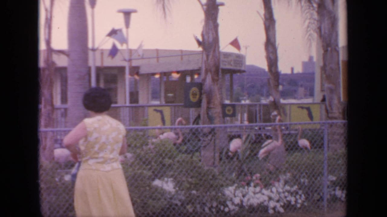 The 1964 Flushing Meadows home-movie frame shows the woman from behind as flamingos stand beyond a fence near palms and a pavilion-like structure.