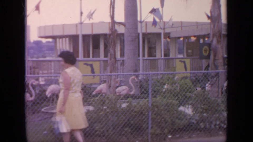 In the 1964 Flushing Meadows footage, the woman walks along the chain-link fence while flamingos stand among shrubs and palms behind her.