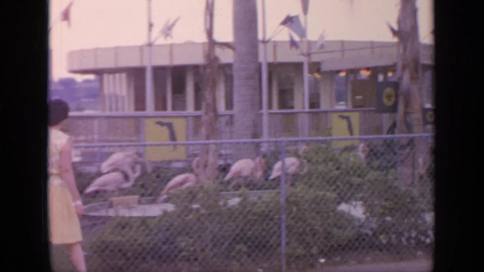 The final frame keeps the flamingo enclosure in view as the woman exits left, with palms, shrubs, and a modern park building visible at Flushing Meadows.