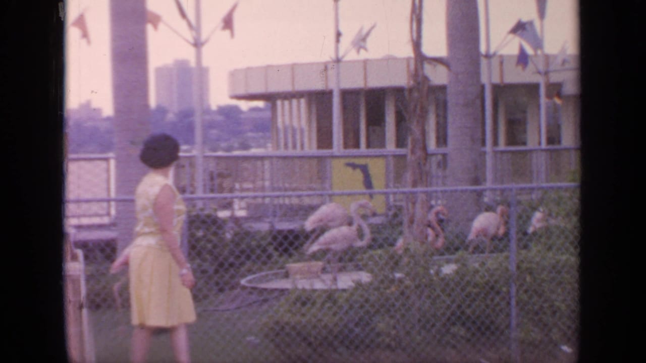 Woman in a yellow dress watches flamingos behind a chain-link fence.
