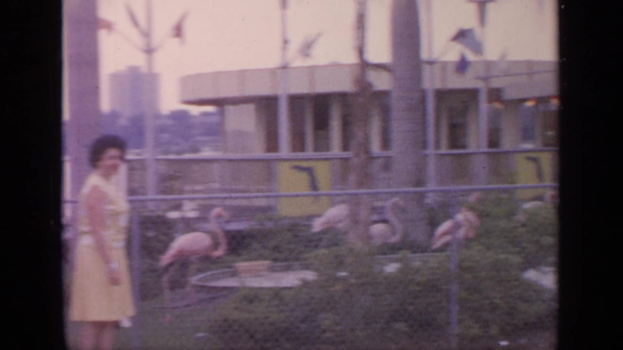 Woman walks beside a fenced flamingo exhibit with birds in the enclosure.