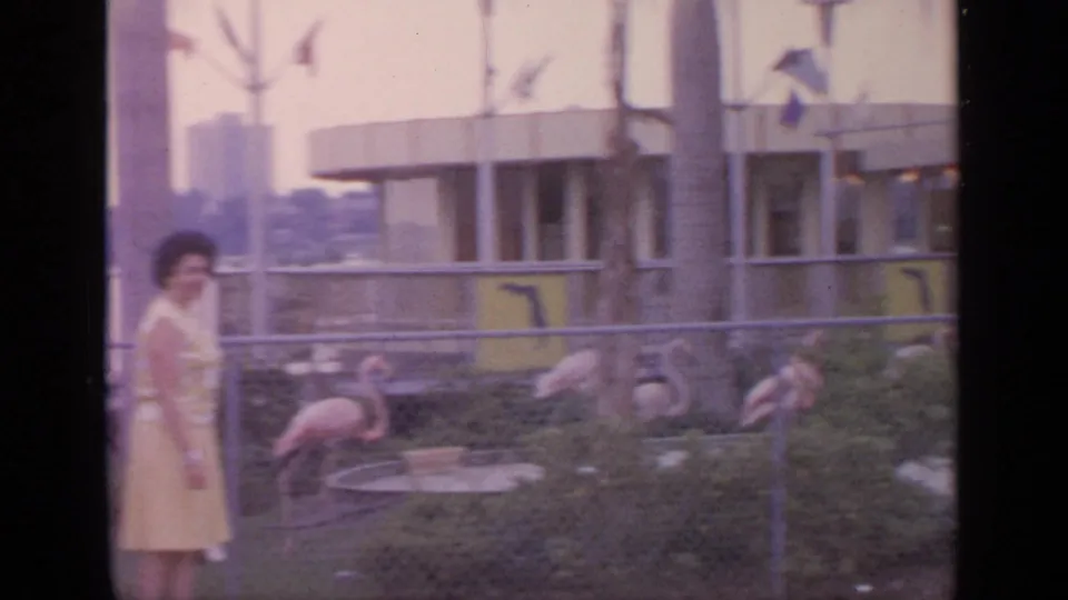 A 1964 Flushing Meadows home-movie frame shows a woman near a chain-link fence as flamingos stand in a planted exhibit.