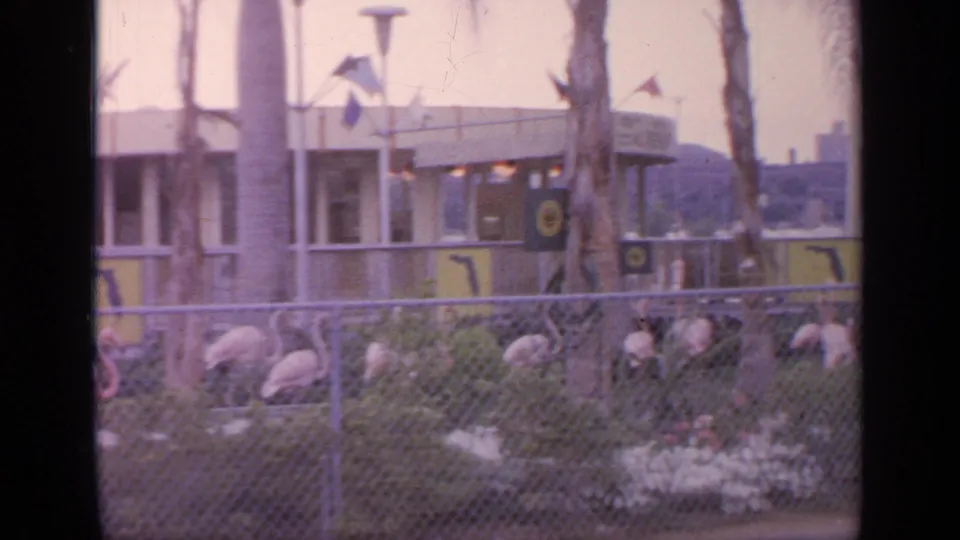 Flamingos gather in a fenced exhibit at Flushing Meadows, with palm trunks, flags, and a mid-century structure in the background.