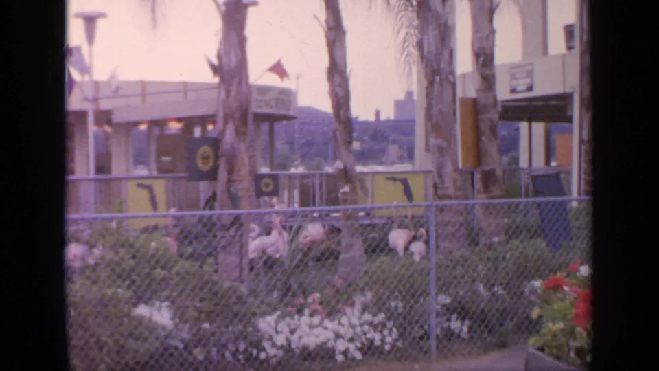 A wider 1964 Flushing Meadows view shows flamingos behind fencing, planted flowers, palm trunks, and fairground buildings.