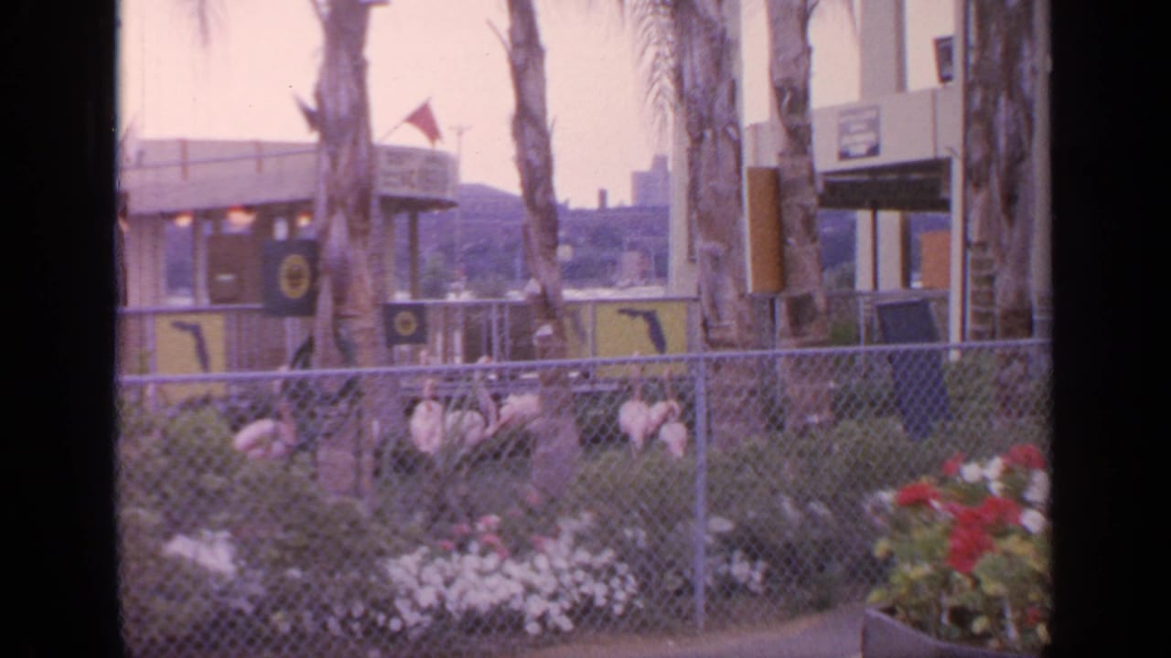 Flamingos behind chain-link fencing with palm trunks, flowers, and fairground structures nearby.
