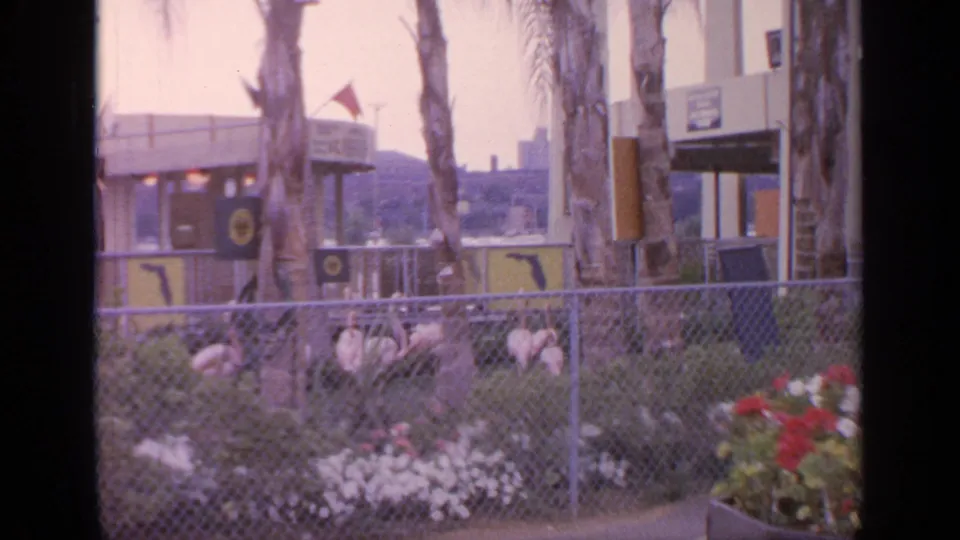 1964 Flushing Meadows home-movie frame showing flamingos in a fenced grassy enclosure with palm trunks and fair structures behind.