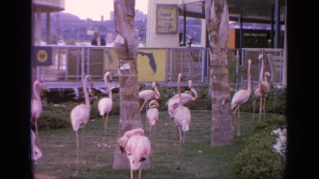 Several flamingos stand on grass behind a low fence with palms and attraction structures behind them.