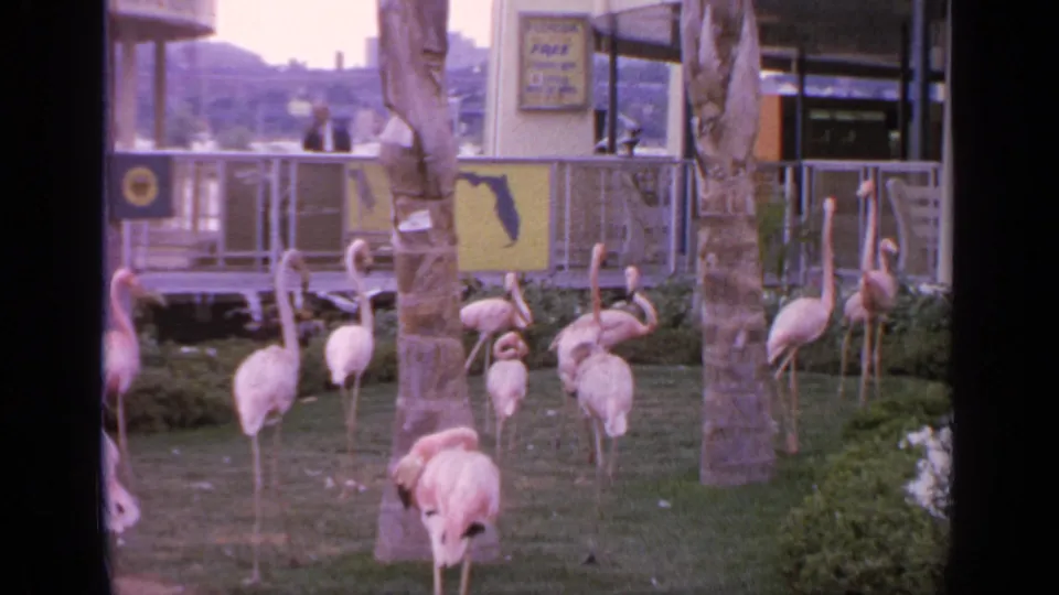 Flamingos gather in a grassy enclosure at Flushing Meadows, with palm trunks, fencing, and World's Fair structures in the background.