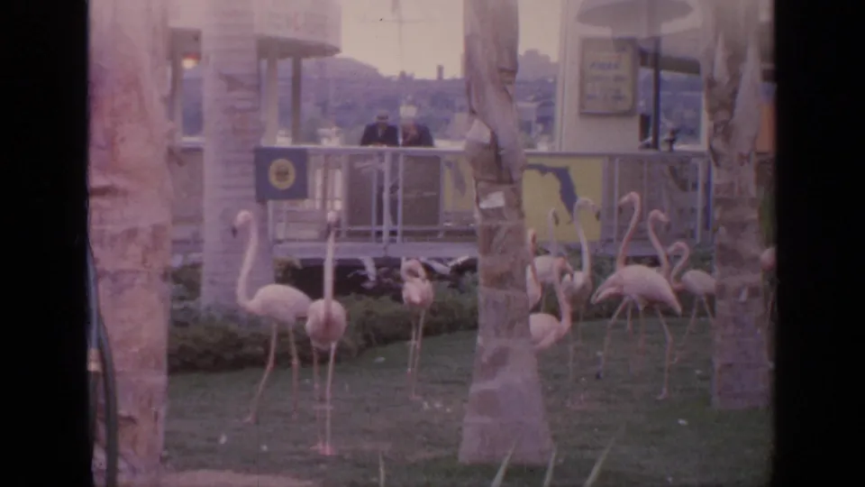 Visitor-shot 1964 World's Fair view of flamingos on a landscaped lawn with palm trunks, railings, signs, and people in the background.
