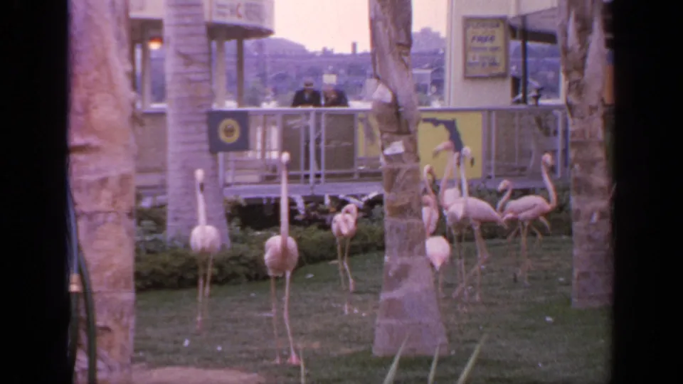 1964 Flushing Meadows fairground view of flamingos in a landscaped area, with palm trunks, railings, signs, and visitors behind them.