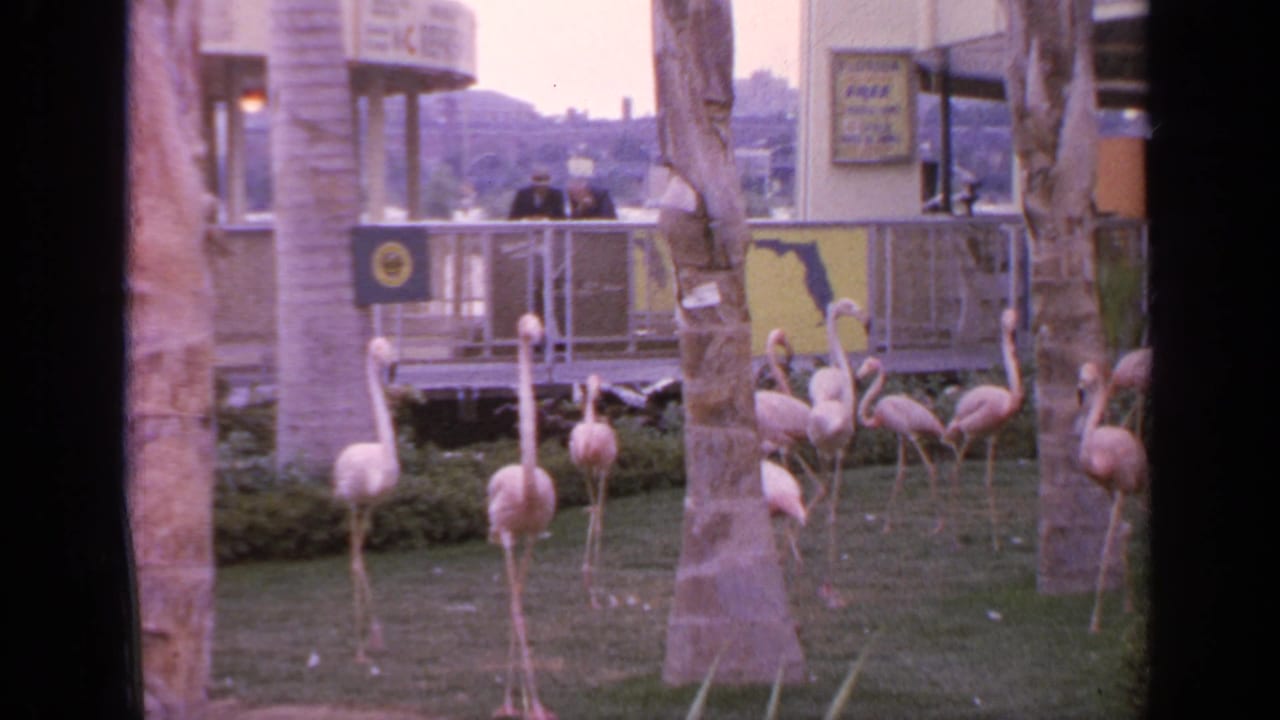 Pink flamingos stand and walk on grass near palm trees and a raised walkway.